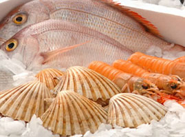 banner-offers-efish-chennai-tamilnadu