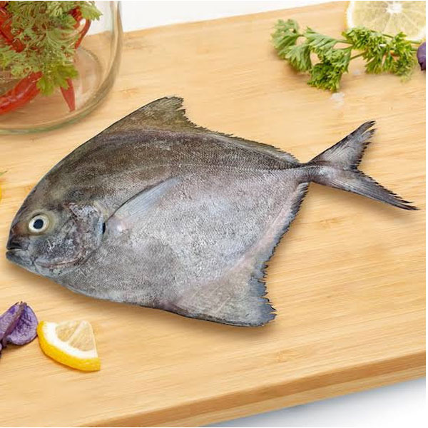 pomfret